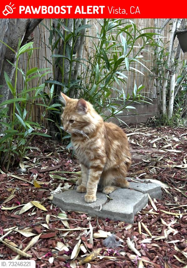 Lost Female Cat last seen Vista Transit Centet, Vista, CA 92083