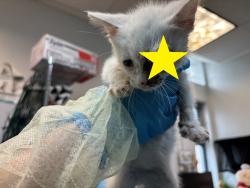 Shelter Stray Male Cat last seen Near Beach Avenue, BRONX, NY, 10460, 326 E 110th St, New York, NY 10029, USA