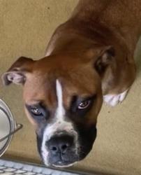Shelter Stray Male Dog last seen Near S Twins Oaks Valley Road, San Marcos, CA, 92078, Escondido, CA 92027, USA