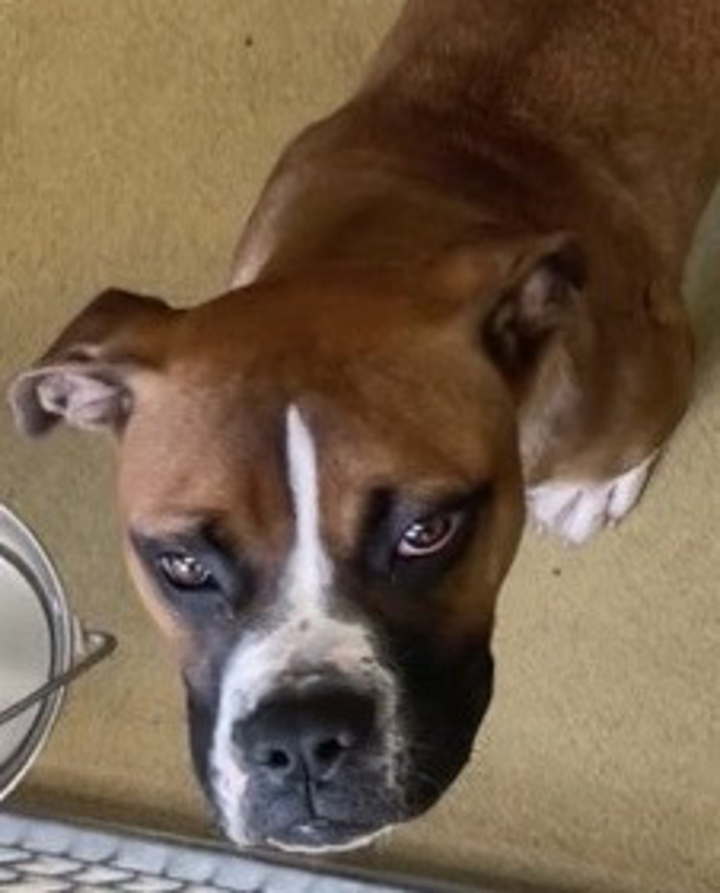 Shelter Stray Male Dog last seen Near S Twins Oaks Valley Road, San Marcos, CA, 92078, Escondido, CA 92027, USA