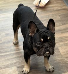 Shelter Stray Male Dog last seen Off the 805 and 905 freeway, Chula Vista, CA, 91913, 5500 Gaines St, San Diego, CA 92110, USA