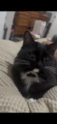 Lost Male Cat last seen AirTag collar found unclipped Near pinewood school, Los Altos, CA 94024