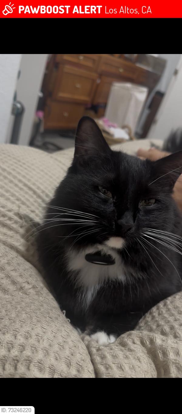 Lost Male Cat last seen AirTag collar found unclipped Near pinewood school, Los Altos, CA 94024