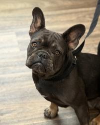 Shelter Stray Female Dog last seen Off the 805 and 905 freeway, Chula Vista, CA, 91913, 5500 Gaines St, San Diego, CA 92110, USA