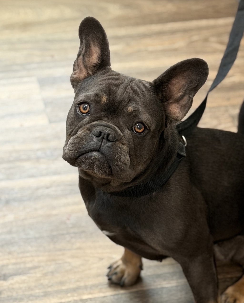 Shelter Stray Female Dog last seen Off the 805 and 905 freeway, Chula Vista, CA, 91913, 5500 Gaines St, San Diego, CA 92110, USA