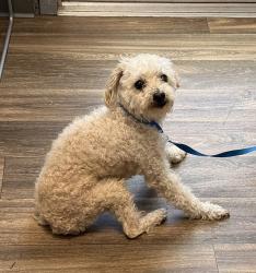 Shelter Stray Male Dog last seen Abbott Street, San Diego, CA, 92107, 5500 Gaines St, San Diego, CA 92110, USA