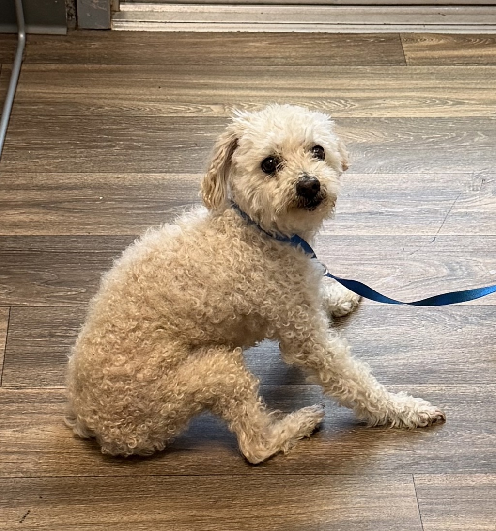 Shelter Stray Male Dog last seen Abbott Street, San Diego, CA, 92107, 5500 Gaines St, San Diego, CA 92110, USA
