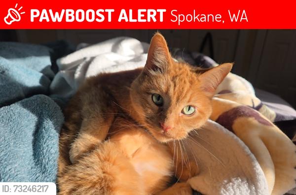 Lost Female Cat last seen W central Ave & n calispel st, Spokane, WA 99205