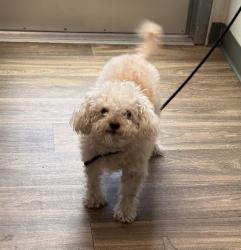 Shelter Stray Female Dog last seen Ampudia Street, San Diego, CA, 92101, 5500 Gaines St, San Diego, CA 92110, USA