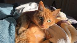 Lost Female Cat last seen W central Ave & n calispel st, Spokane, WA 99205