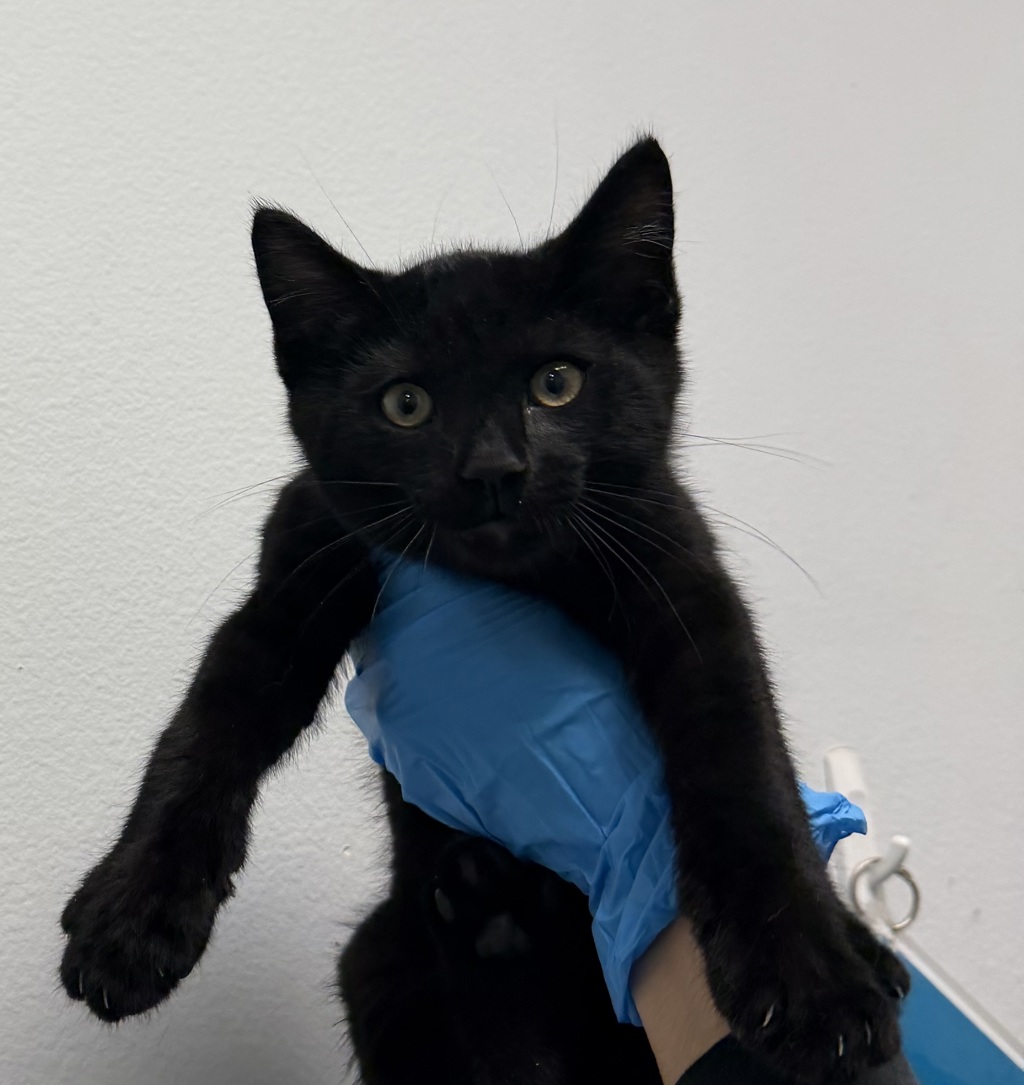 Shelter Stray Male Cat last seen Near Cotton Street, San Diego, CA, 92102, 5500 Gaines St, San Diego, CA 92110, USA
