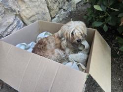 Reunited Unknown Dog last seen Casa alberta apmts, sunnyvale, Sunnyvale, CA 94087