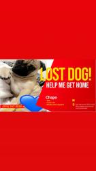 Lost Male Dog last seen alameda second st, Albuquerque, NM 87114