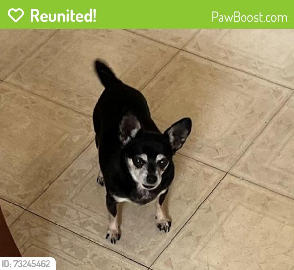 Reunited Female Dog last seen LaSalle Rd, Green Acres Subdivision, Lexington, KY 40511