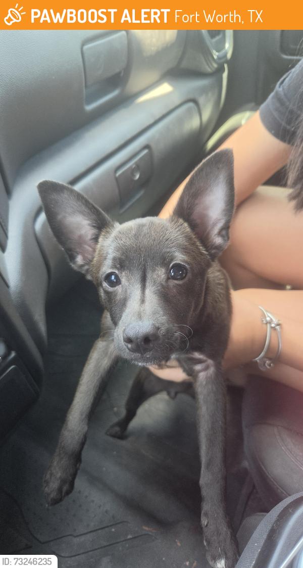 Found/Stray Male Dog last seen Rendon Bloodworth Rd, Fort Worth, TX 76140