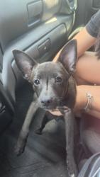 Found/Stray Male Dog last seen Rendon Bloodworth Rd, Fort Worth, TX 76140