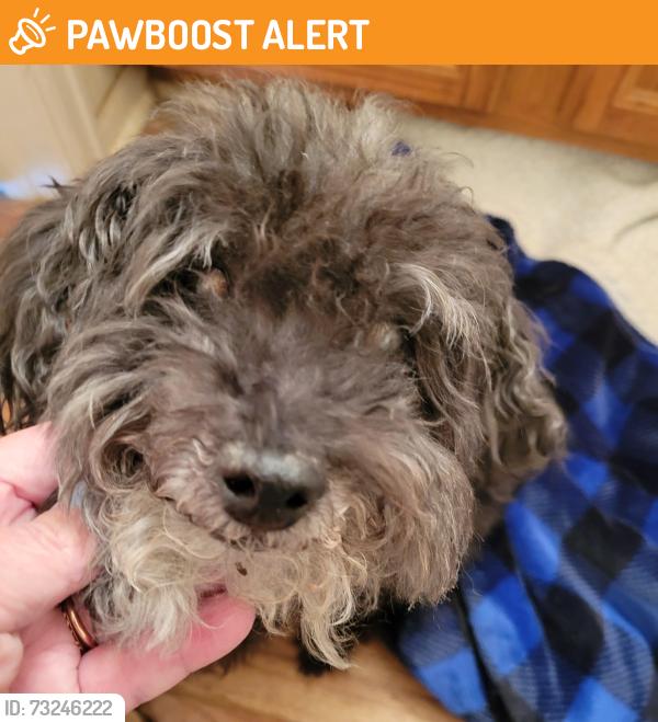 Found/Stray Male Dog last seen Berry and Valdai, Saddle Rock Ridge, CO 80015