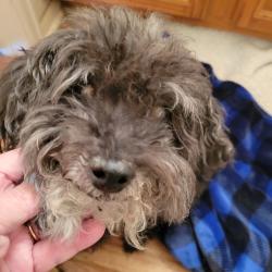 Found/Stray Male Dog last seen Berry and Valdai, Saddle Rock Ridge, CO 80015