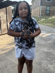 Lost Female Dog last seen Call me, Temple, TX 76504