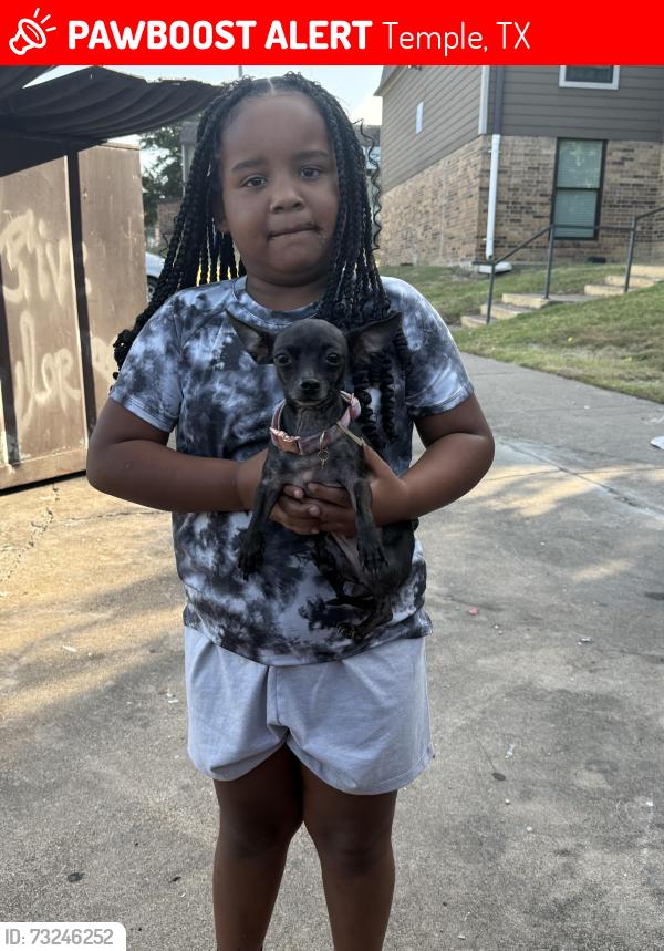 Lost Female Dog last seen Call me, Temple, TX 76504