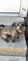 Lost Female Dog last seen W Highland Avenue, San Bernardino, CA 92405