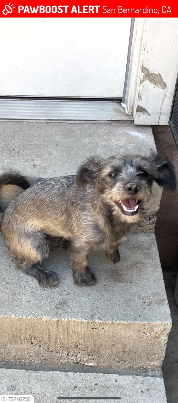 Lost Female Dog last seen W Highland Avenue, San Bernardino, CA 92405
