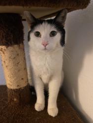 Reunited Male Cat last seen belle terre , hercules ave , zeus, Hercules, CA 94547