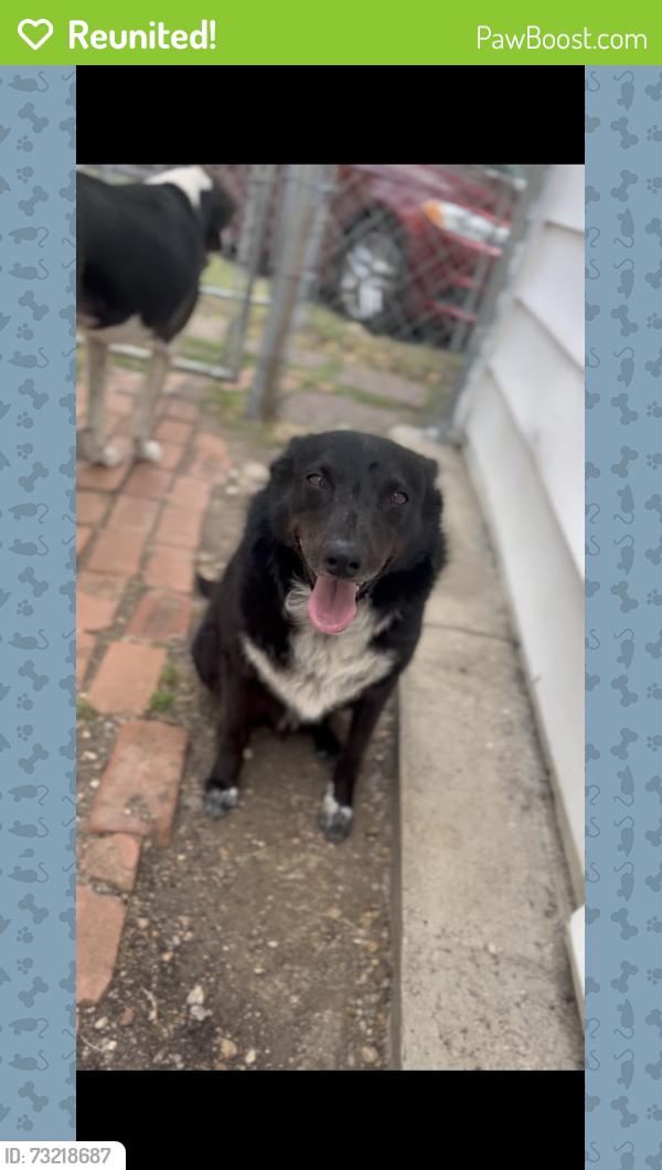 Reunited Male Dog last seen West Waggoman st and Hemphill st, Fort Worth, TX 76110