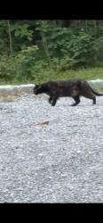 Found/Stray Unknown Cat last seen Moriches road, Nissequogue, NY 11780