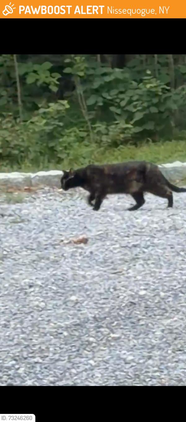 Found/Stray Unknown Cat last seen Moriches road, Nissequogue, NY 11780