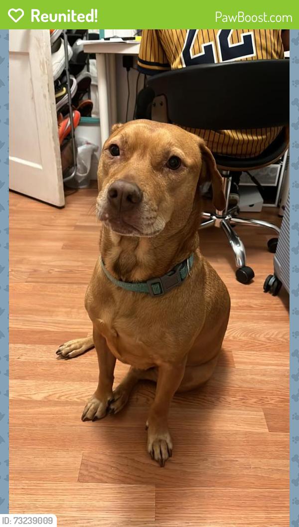 Reunited Male Dog last seen 17th and nw 17th ave, Miami, FL 33125