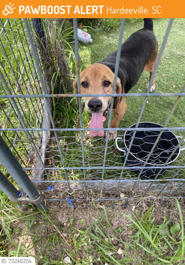 Found/Stray Male Dog last seen Freedom pkwy & sc 315, Hardeeville, SC 29927