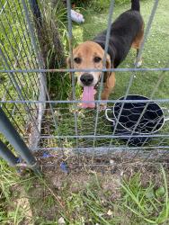 Found/Stray Male Dog last seen Freedom pkwy & sc 315, Hardeeville, SC 29927
