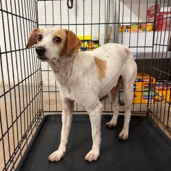 Shelter Stray Male Dog last seen , 2451 N Expressway 281, Edinburg, TX 78541, USA