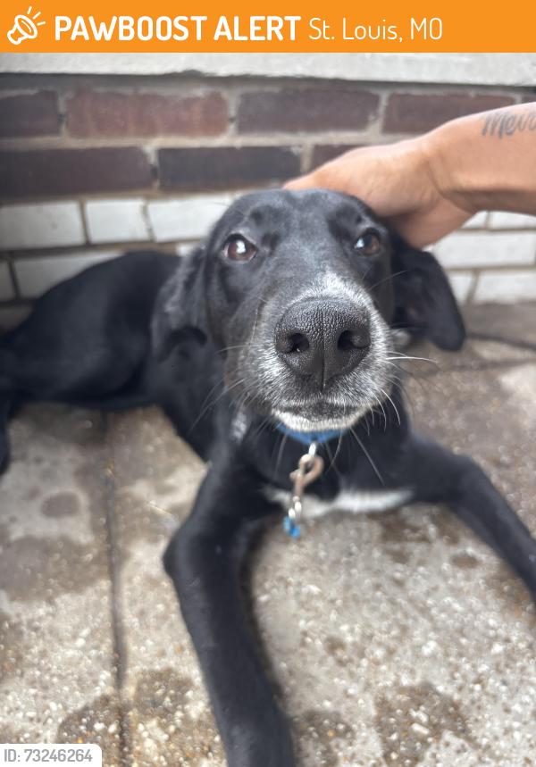 Found/Stray Male Dog last seen gravois park , south st. louis, St. Louis, MO 63118