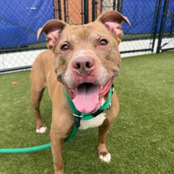 Shelter Stray Male Dog last seen , Animal Care & Control Team of Philly, 111 W Hunting Park Ave, Philadelphia, PA 19140, USA
