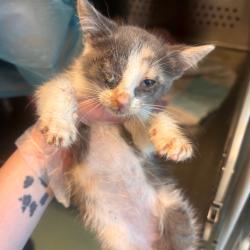 Shelter Stray Female Cat last seen , 3428 S Jenkins Ave, Norman, OK 73072, USA
