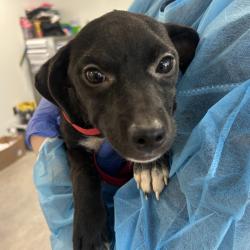 Shelter Stray Female Dog last seen , Animal Care & Control Team of Philly, 111 W Hunting Park Ave, Philadelphia, PA 19140, USA