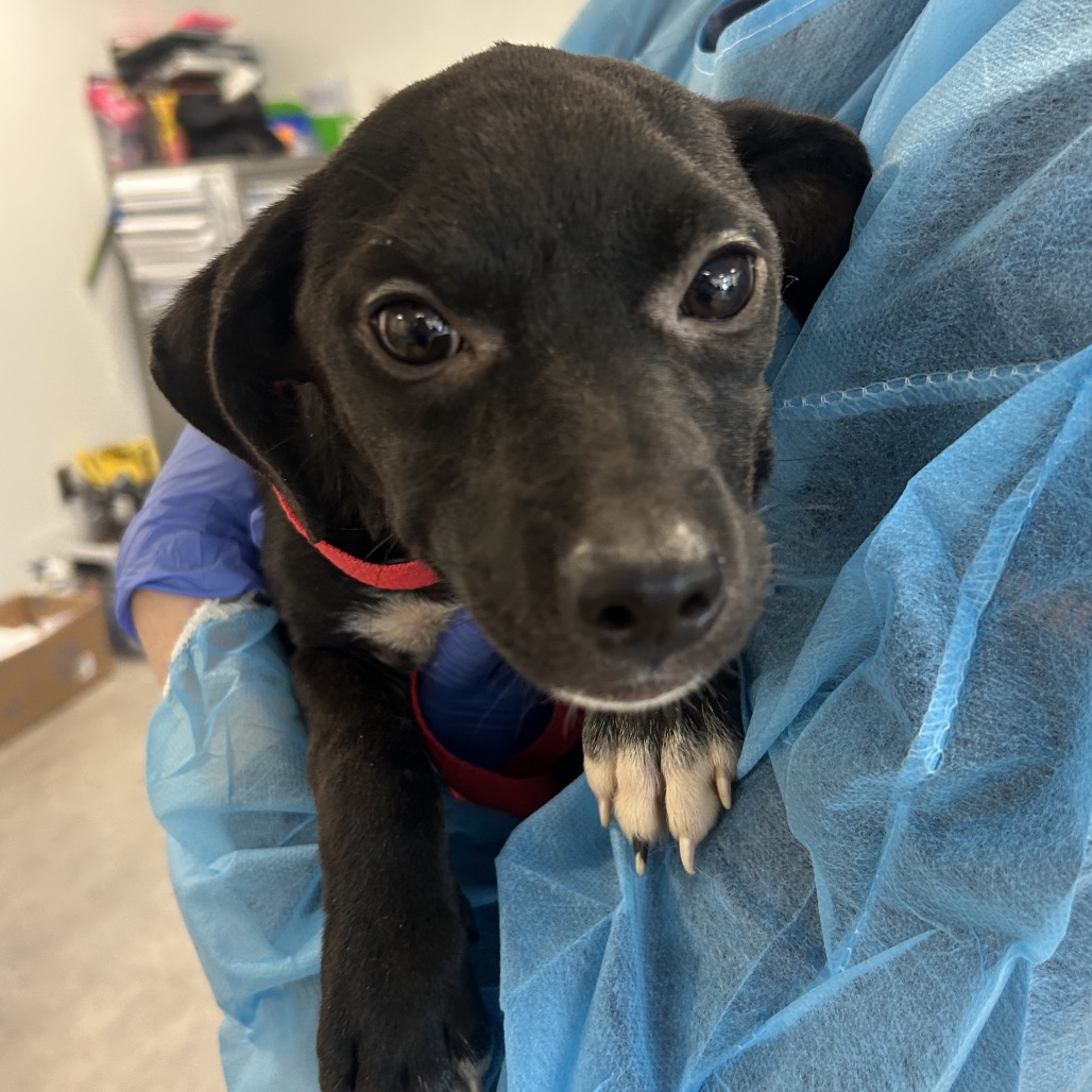 Shelter Stray Female Dog last seen , Animal Care & Control Team of Philly, 111 W Hunting Park Ave, Philadelphia, PA 19140, USA