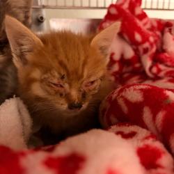 Shelter Stray Male Cat last seen , 54687 Co Rd 19, Bristol, IN 46507, USA