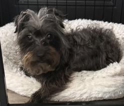 Found/Stray Female Dog last seen Ralston & Haynes, Indianapolis, IN 46240