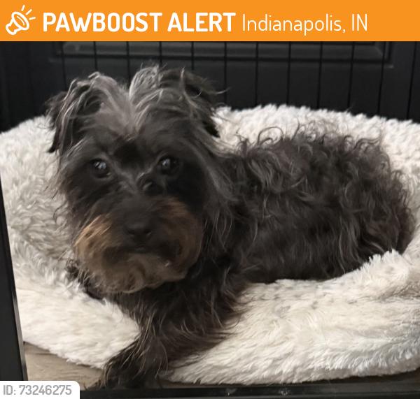 Found/Stray Female Dog last seen Ralston & Haynes, Indianapolis, IN 46240