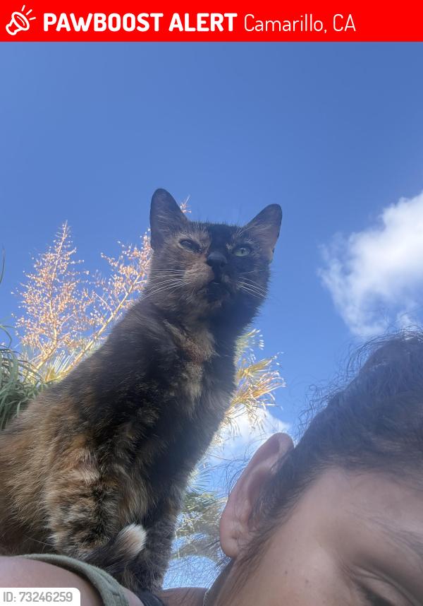 Lost Female Cat last seen Barry and Fulton, Camarillo, CA 93010
