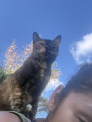 Lost Female Cat last seen Barry and Fulton, Camarillo, CA 93010