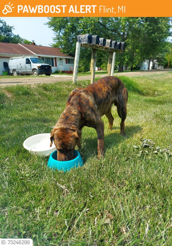 Found/Stray Male Dog last seen Sonny and Pasadena, Flint, MI 48504