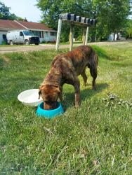 Found/Stray Male Dog last seen Sonny and Pasadena, Flint, MI 48504