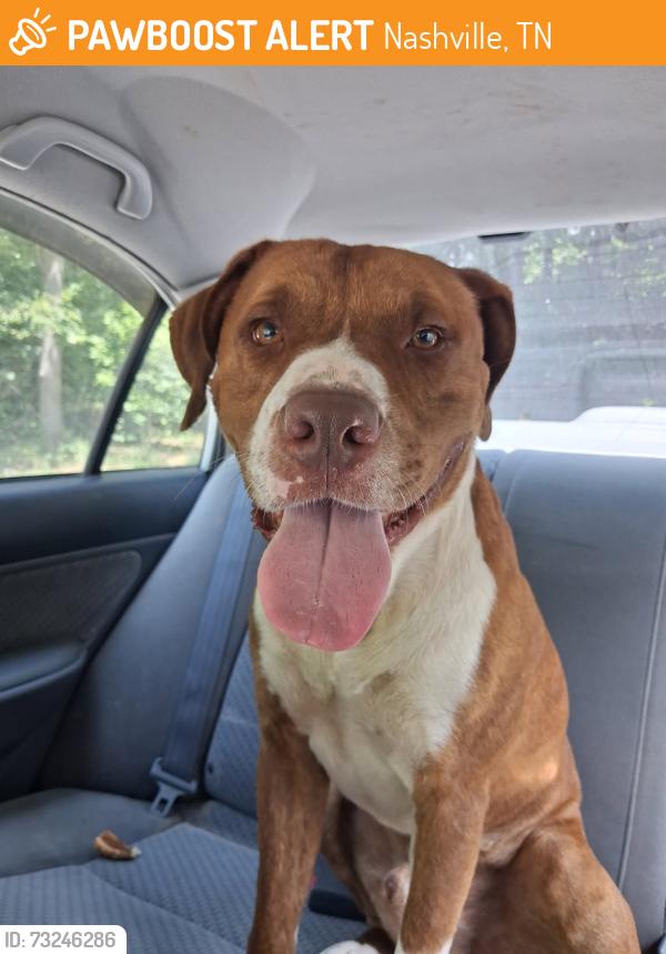 Found/Stray Male Dog last seen Beaman Park, Nashville, TN 37080