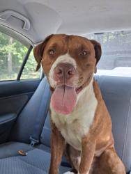Found/Stray Male Dog last seen Beaman Park, Nashville, TN 37080