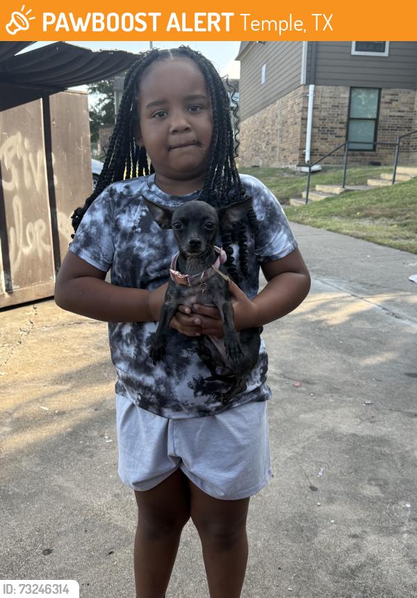 Found/Stray Female Dog last seen By jodys, Temple, TX 76504
