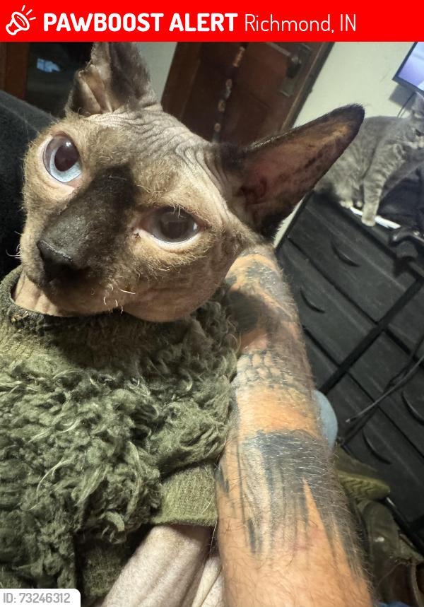 Lost Male Cat last seen NW 6th St, Richmond, IN 47374
